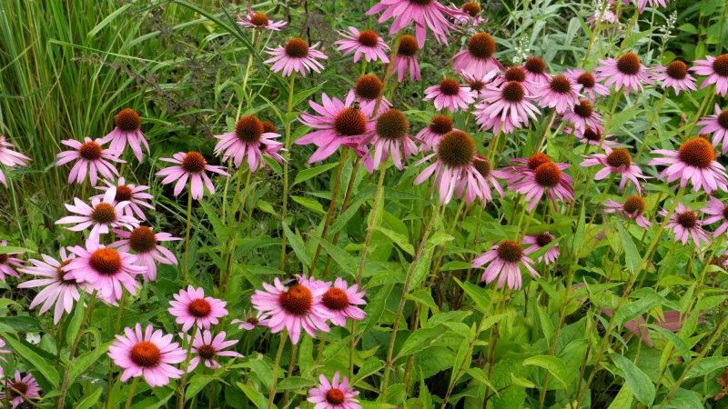 Bridge Nursery